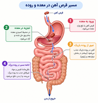 مسیر جذب آهن در دستگاه گوارش و علت ایجاد عوارض